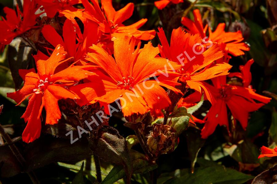 Kohoutek 'Orange Zwerg' - Lychnis x arkwrightii 'Orange Zwerg'