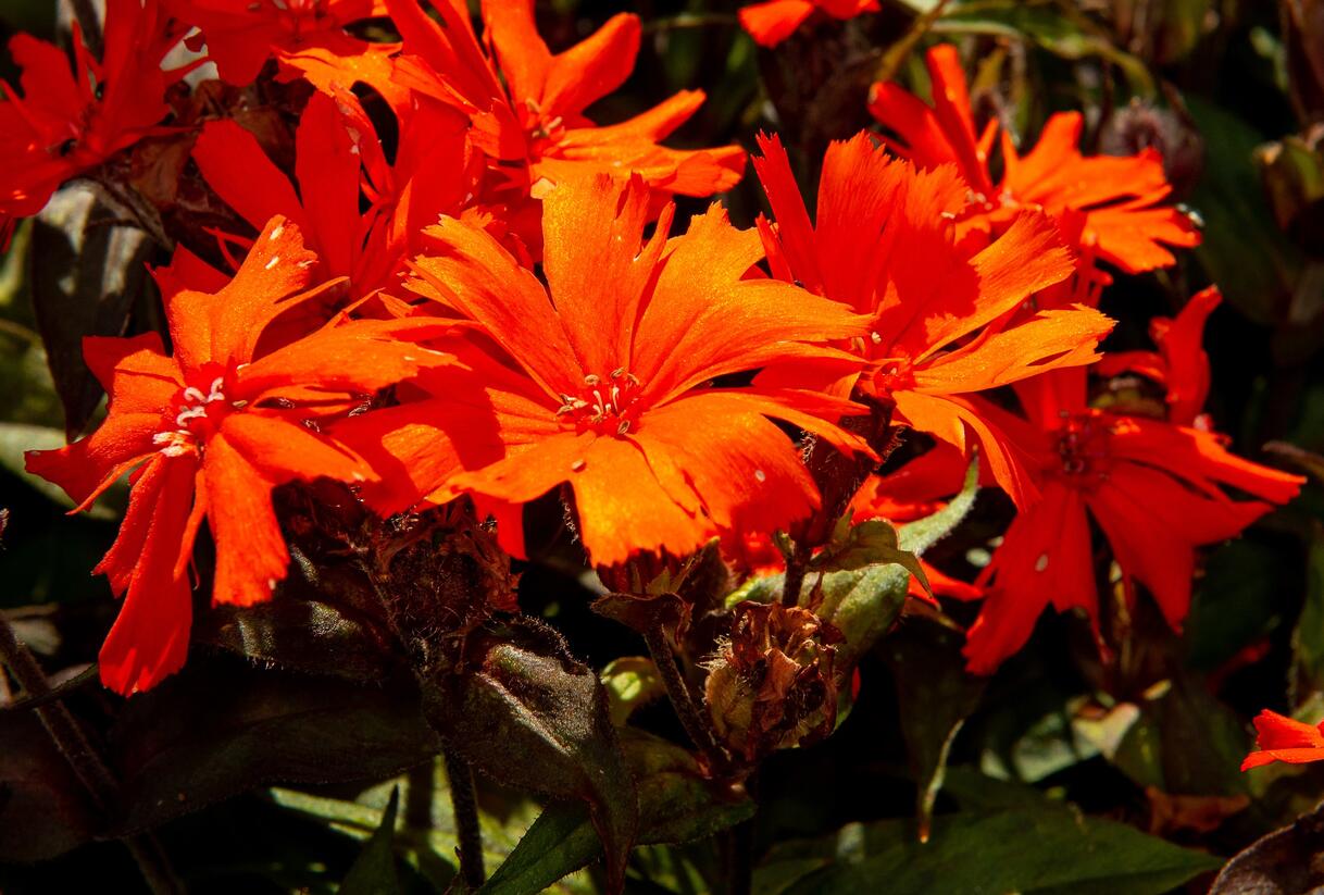 Kohoutek 'Orange Zwerg' - Lychnis x arkwrightii 'Orange Zwerg'