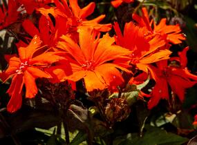 Kohoutek 'Orange Zwerg' - Lychnis x arkwrightii 'Orange Zwerg'