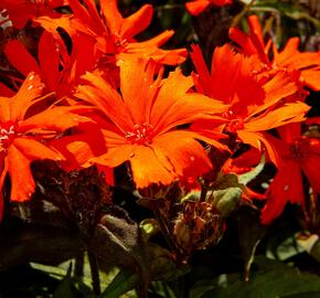 Kohoutek 'Orange Zwerg' - Lychnis x arkwrightii 'Orange Zwerg'