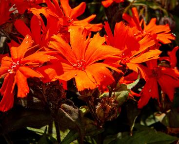 Kohoutek 'Orange Zwerg'