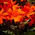 kohoutek-orange-zwerg.jpg