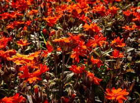 Kohoutek 'Orange Zwerg' - Lychnis x arkwrightii 'Orange Zwerg'