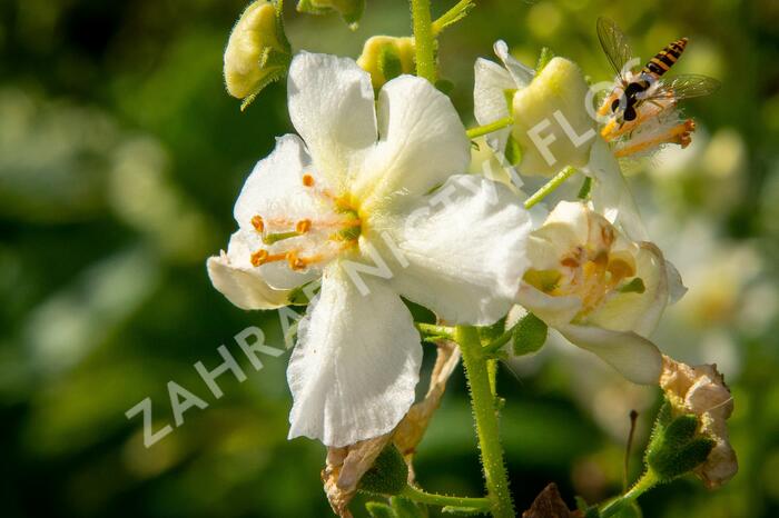 Divizna brunátná 'Flush of White' - Verbascum phoeniceum 'Flush of White'