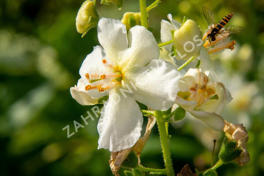 Divizna brunátná 'Flush of White' - Verbascum phoeniceum 'Flush of White'
