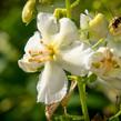 Divizna brunátná 'Flush of White' - Verbascum phoeniceum 'Flush of White'