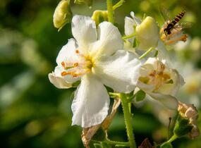 Divizna brunátná 'Flush of White' - Verbascum phoeniceum 'Flush of White'