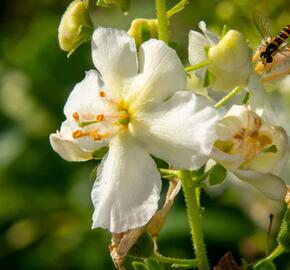 Divizna brunátná 'Flush of White' - Verbascum phoeniceum 'Flush of White'