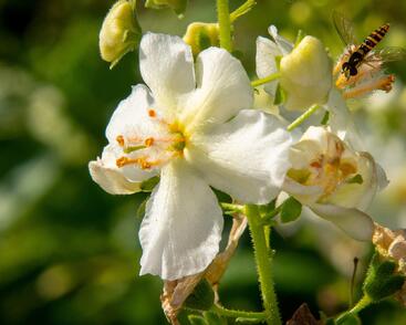 Divizna brunátná 'Flush of White'