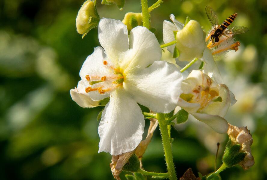 Divizna brunátná 'Flush of White' - Verbascum phoeniceum 'Flush of White'
