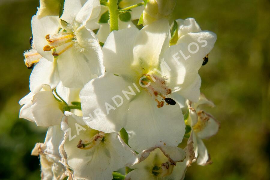 Divizna brunátná 'Flush of White' - Verbascum phoeniceum 'Flush of White'