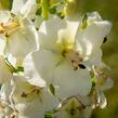 Divizna brunátná 'Flush of White' - Verbascum phoeniceum 'Flush of White'