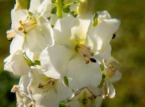 Divizna brunátná 'Flush of White' - Verbascum phoeniceum 'Flush of White'