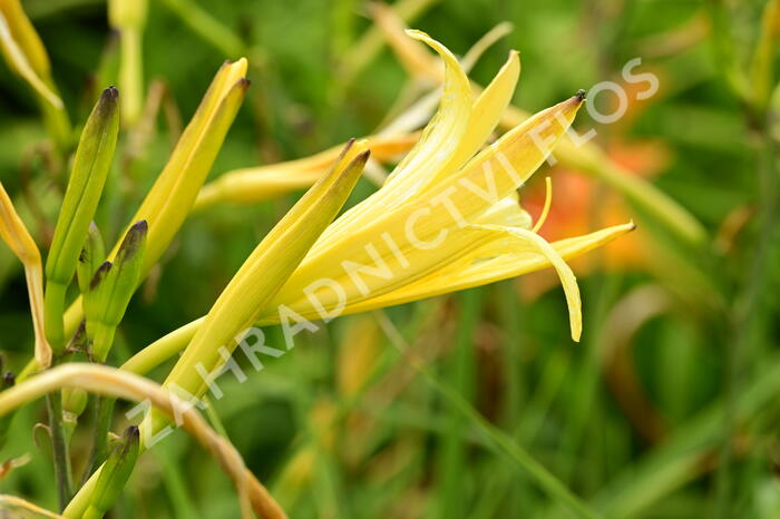 Denivka citrónová - Hemerocallis citrina