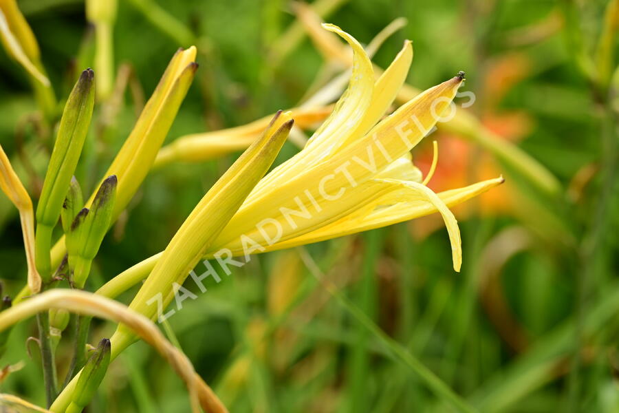 Denivka citrónová - Hemerocallis citrina