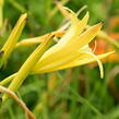 Denivka citrónová - Hemerocallis citrina