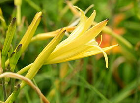 Denivka citrónová - Hemerocallis citrina