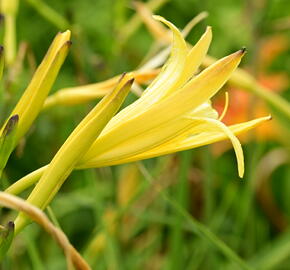 Denivka citrónová - Hemerocallis citrina