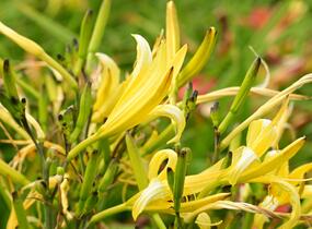 Denivka citrónová - Hemerocallis citrina