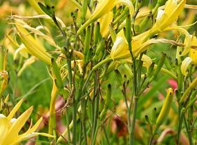 Denivka citrónová - Hemerocallis citrina