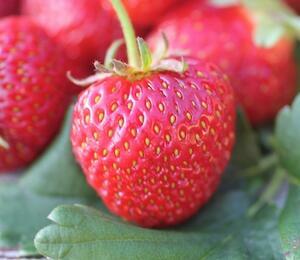 Jahodník stáleplodící 'Ariba White' F1 - Fragaria ananassa 'Ariba White' F1