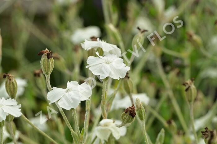 Kohoutek věncový 'Alba' - Lychnis coronaria 'Alba'