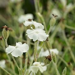 Kohoutek věncový 'Alba' - Lychnis coronaria 'Alba'