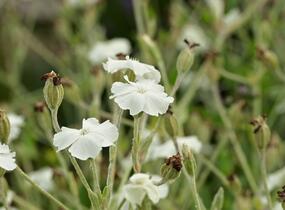 Kohoutek věncový 'Alba' - Lychnis coronaria 'Alba'
