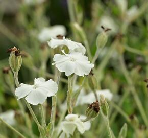 Kohoutek věncový 'Alba' - Lychnis coronaria 'Alba'