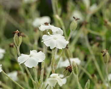 Kohoutek věncový 'Alba'