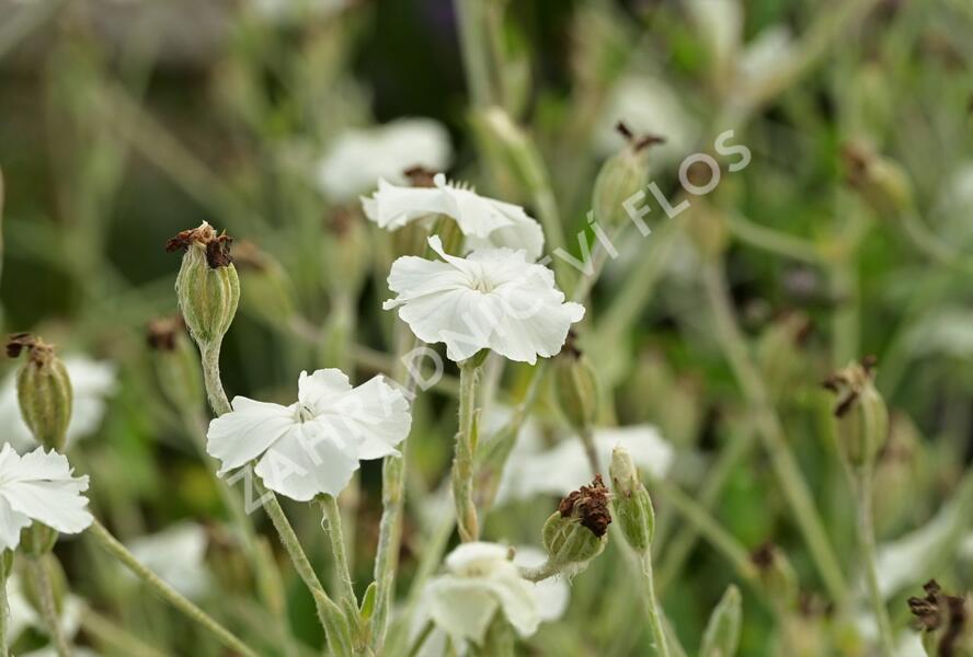 Kohoutek věncový 'Alba' - Lychnis coronaria 'Alba'