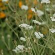 Kohoutek věncový 'Alba' - Lychnis coronaria 'Alba'