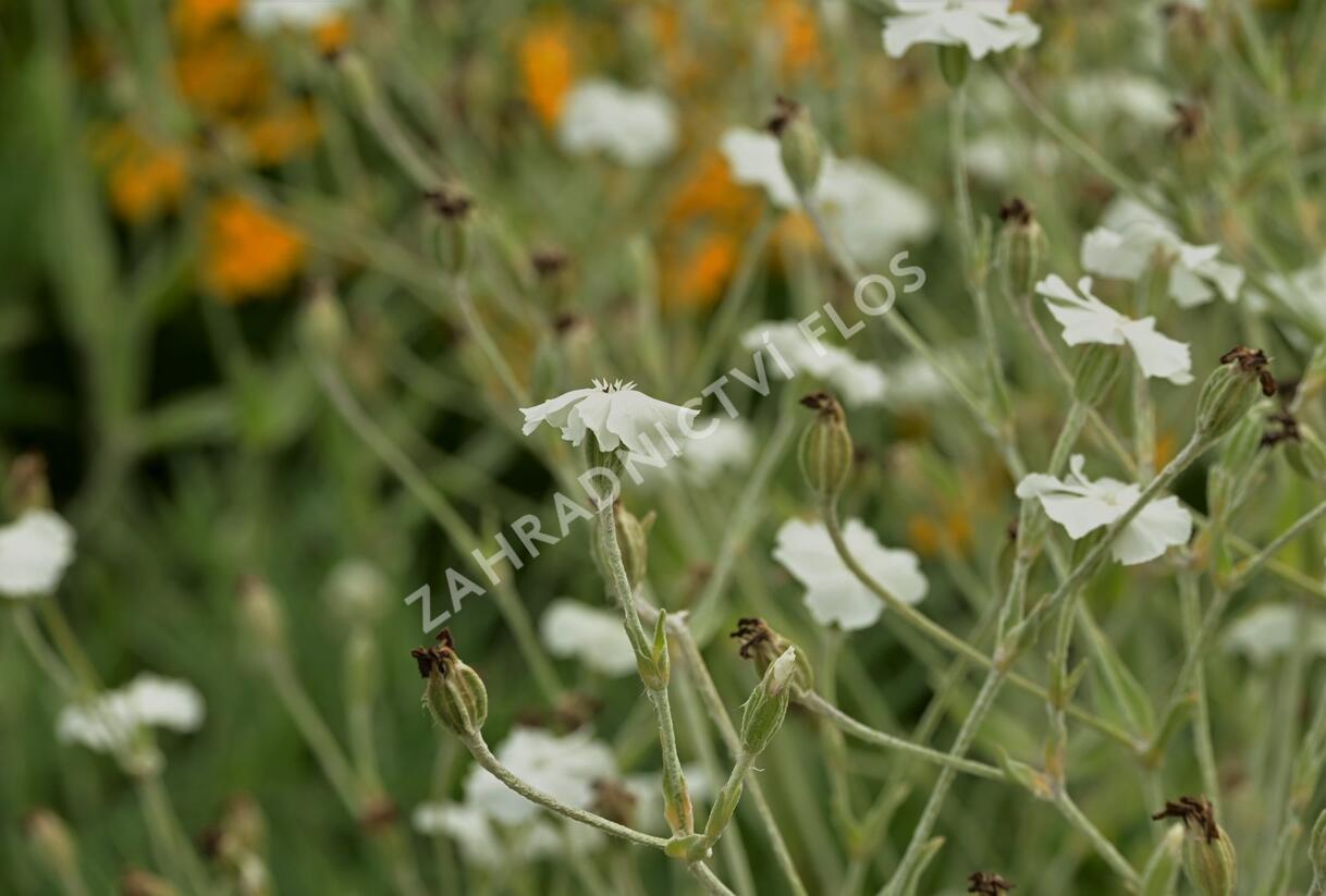 Kohoutek věncový 'Alba' - Lychnis coronaria 'Alba'