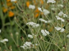 Kohoutek věncový 'Alba' - Lychnis coronaria 'Alba'