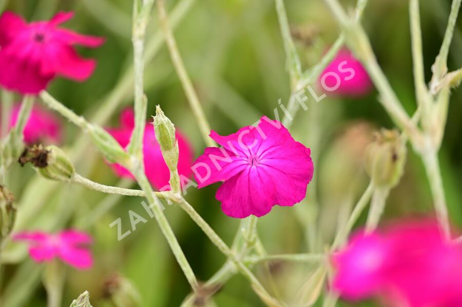 Kohoutek věncový - Lychnis coronaria