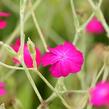 Kohoutek věncový - Lychnis coronaria