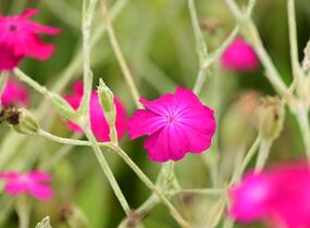 Kohoutek věncový - Lychnis coronaria