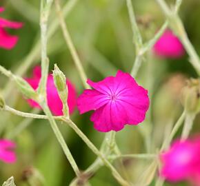 Kohoutek věncový - Lychnis coronaria