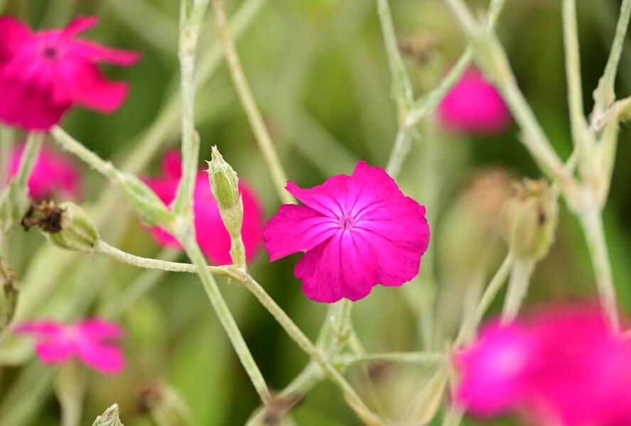 Kohoutek věncový - Lychnis coronaria