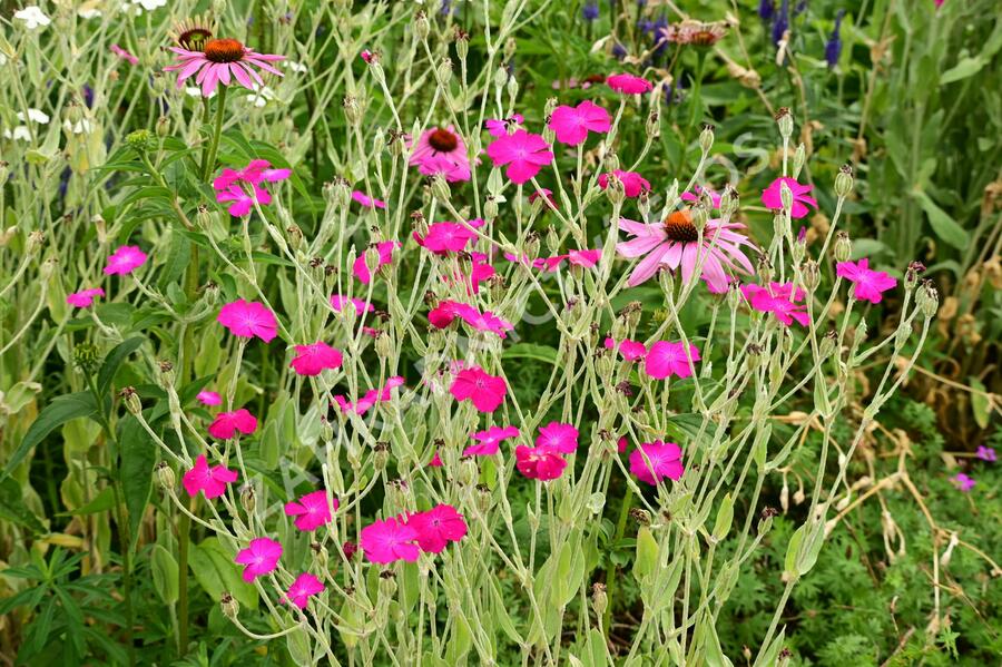 Kohoutek věncový - Lychnis coronaria