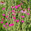 Kohoutek věncový - Lychnis coronaria