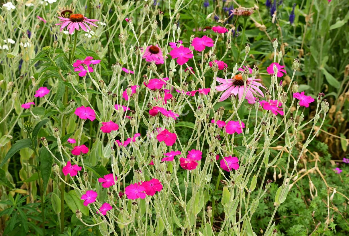 Kohoutek věncový - Lychnis coronaria