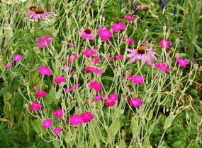 Kohoutek věncový - Lychnis coronaria