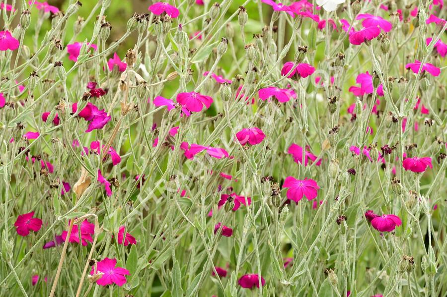 Kohoutek věncový - Lychnis coronaria