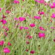 Kohoutek věncový - Lychnis coronaria