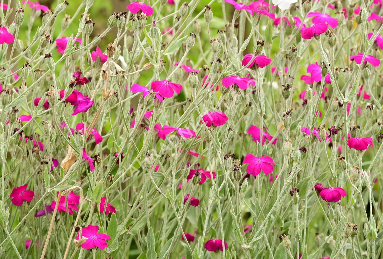 Kohoutek věncový - Lychnis coronaria