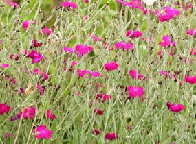 Kohoutek věncový - Lychnis coronaria