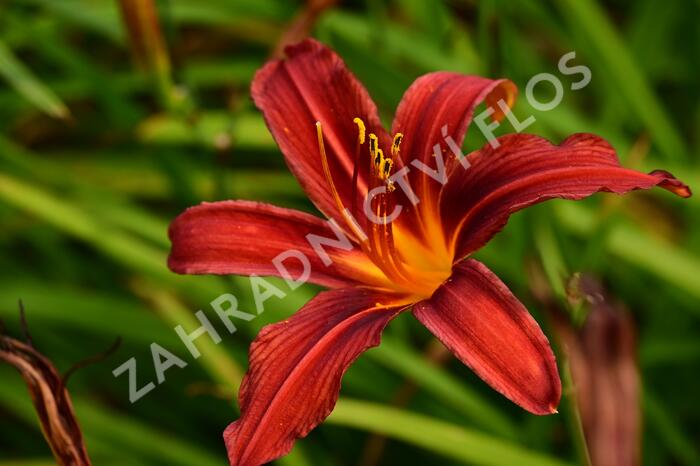 Denivka 'Crimson Pirate' - Hemerocallis 'Crimson Pirate'