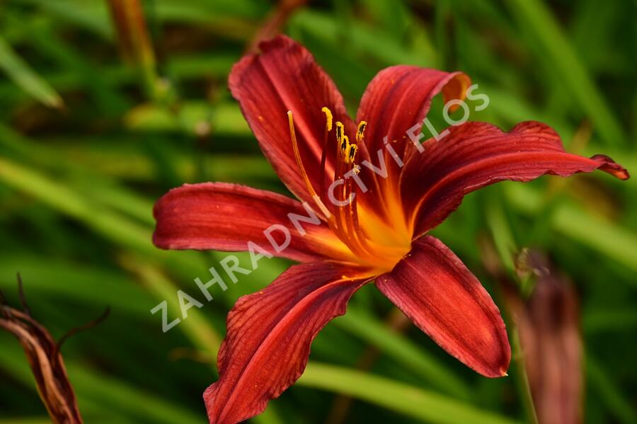 Denivka 'Crimson Pirate' - Hemerocallis 'Crimson Pirate'