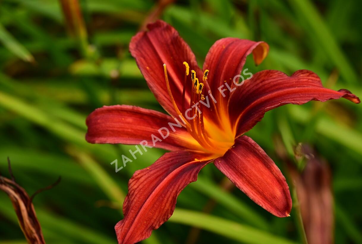 Denivka 'Crimson Pirate' - Hemerocallis 'Crimson Pirate'